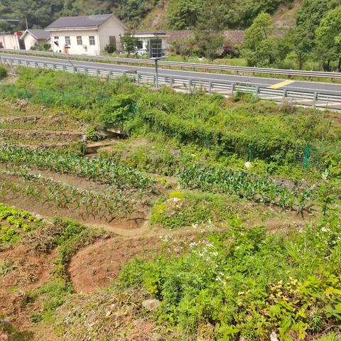 筑牢禁毒防线，开展禁种铲毒踏查工作
