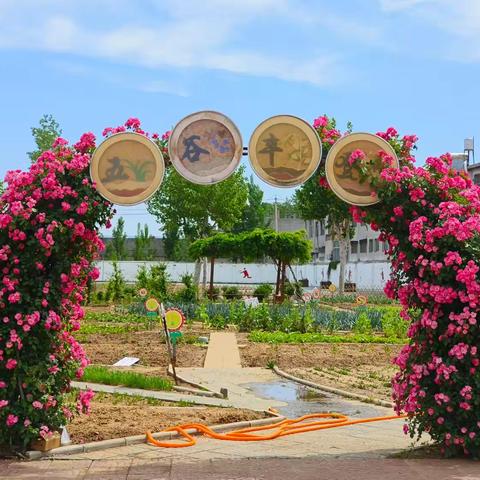 东沙河小学3年级5班蚂蚁农场劳动纪实