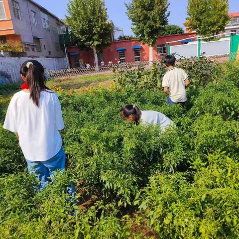 蚂蚁农场的劳动时光————东沙河小学三年级四班劳动纪实