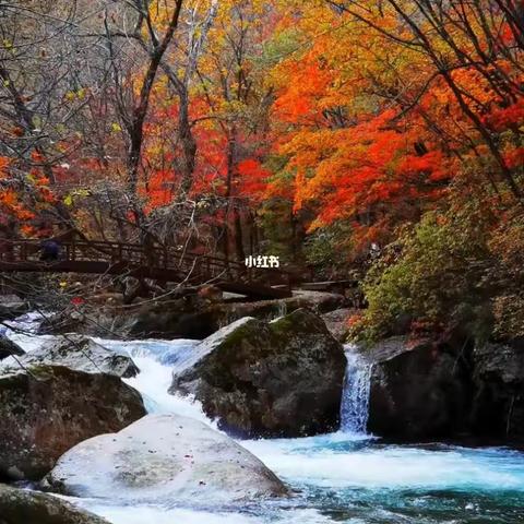 10月9号🍁本溪风叶之都赏枫🍁一日游！ 本溪→老边沟赏枫叶🍁一日游 ‍