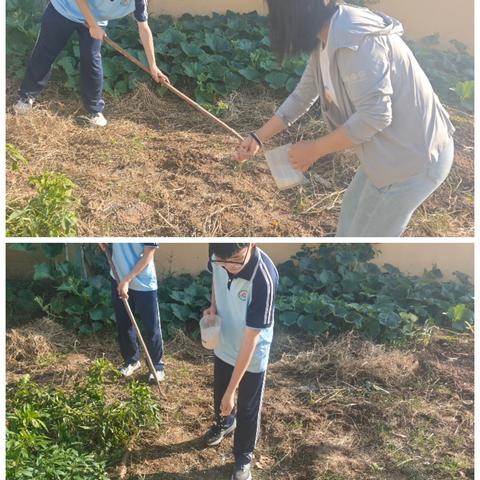 蒜香满校园，科学伴成长——北留智镇中学开展科学教育活动