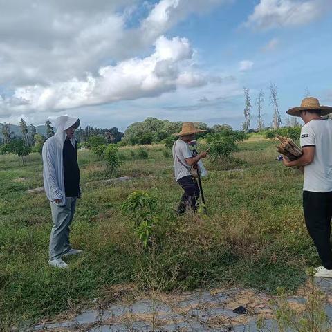 黎安镇开展海南陵水黎安国际教育创新试验区二期市政基础及其配套设施项目用地征拆工作