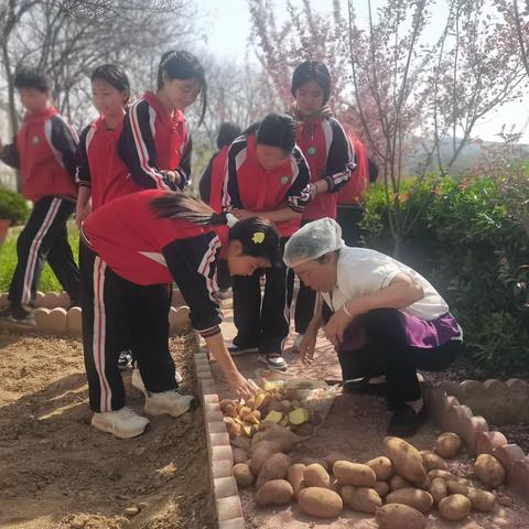 竹韵故小：土豆种植忙🥔不负好春光