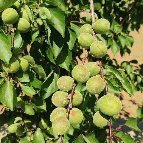 迟来的春日踏青