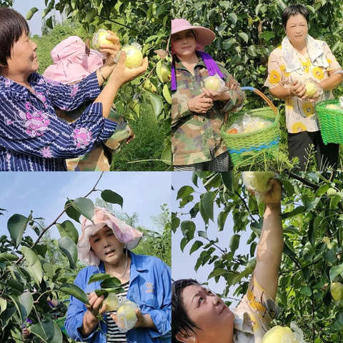 莲庄镇陈宅村乡里中心开展 “中秋佳节，酥梨飘香”活动