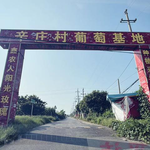 硕果飘香迎丰收！焦作市辛庄村鑫农人庄园阳光玫瑰葡萄甜蜜上市！ 2026.8.23
