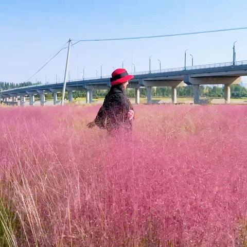 秋日邂逅粉黛花海，飞刀美杏打卡南张路大桥网红草甸！ 2026.10.9