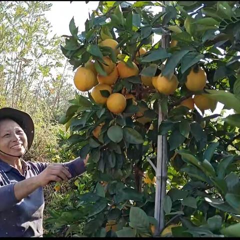 助力乡村振兴，共享丰收喜悦——华夏银行南昌分行在行动！