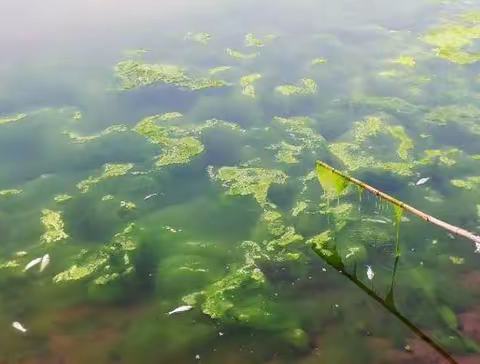 青苔蓝藻的产生原因和处理方法