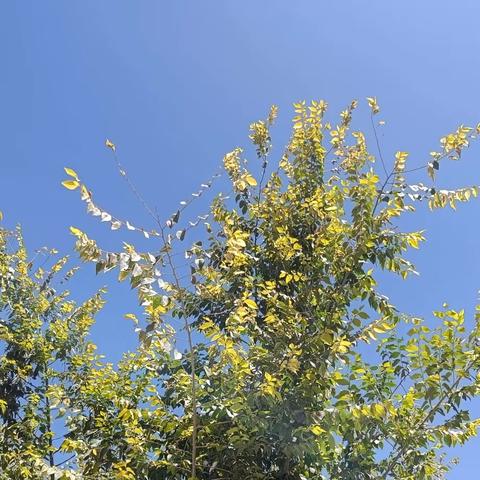 墨玉县托胡拉乡小学兴趣小组活动纪实