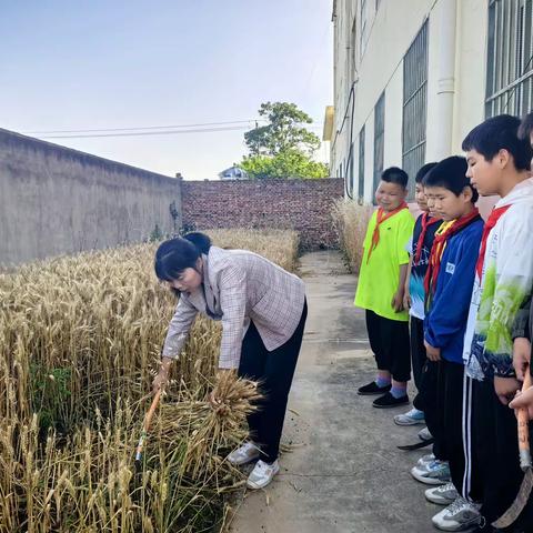 风吹麦浪 蝉鸣夏芒——阳郭镇中心小学开展收割小麦劳动实践活动