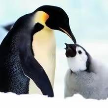 四上第二单元习作：我家是个"动物园"