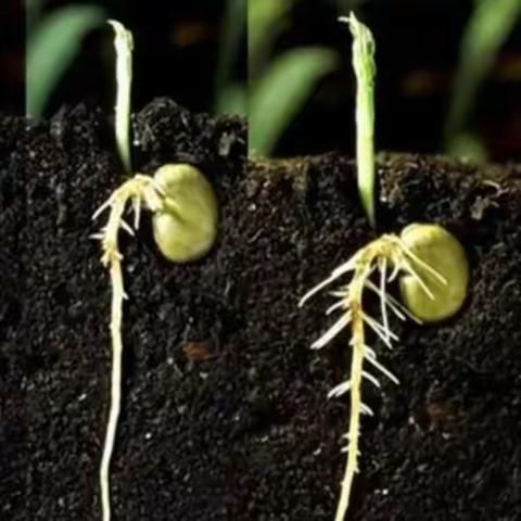 四上第三单元习作展示一：观察日记