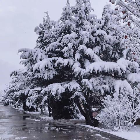 初雪映寺口 温情满校园