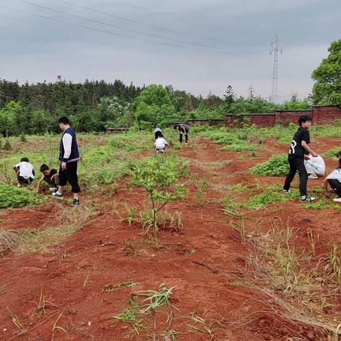 躬耕实践，以劳育德 ——浩塘镇中学劳动实践活动