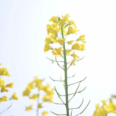 红云公立幼儿园芽芽班——第四周