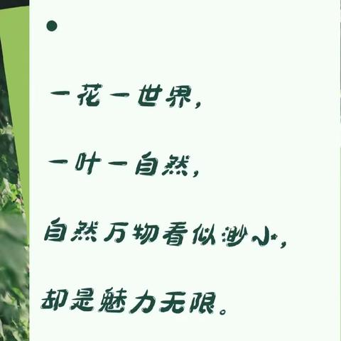 挑战植物识别，这些植物你认识吗？ —东台中学植物大搜索🌳