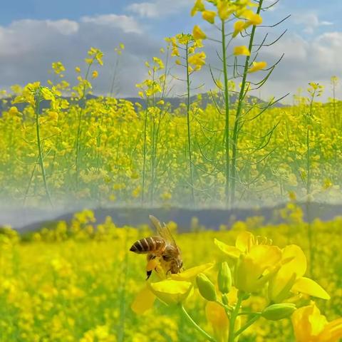 童游油菜花，感知春意浓——蔡辛庄小学三年级二班春游赏油菜花纪实