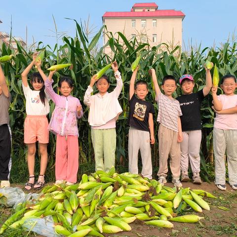 一掰一翻学“藏粮” 读懂田间“地”与“技” ——二（3）班暑假劳动实践活动