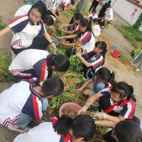 遇见花生 收获喜悦——铜矿峪学校收获花生纪实