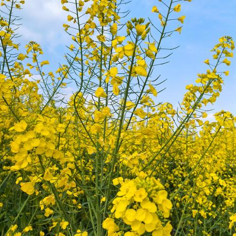 自尊自爱 净化朋友圈 ﻿——垫江十中女生教育 ﻿主题班会