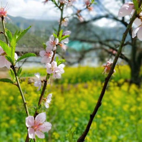 见字如面   静待花开