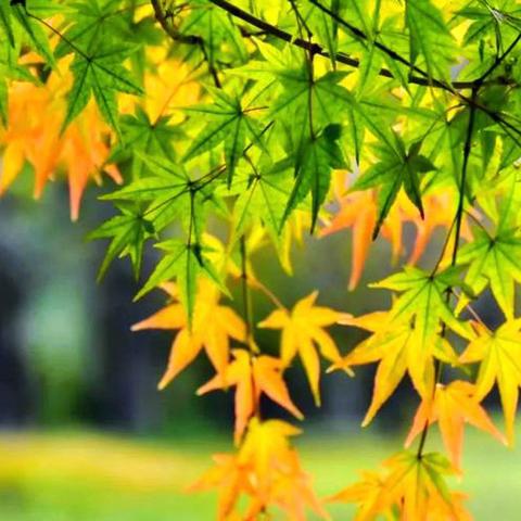 银发笙歌起    金秋韵更长