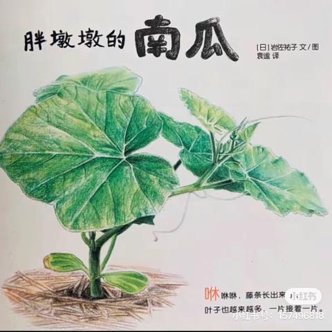 胖墩墩的南瓜