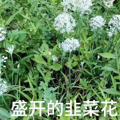 盛开的韭菜花