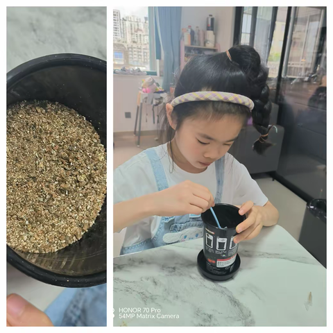 红钻番茄的奇妙旅程：从种子到美味果实！