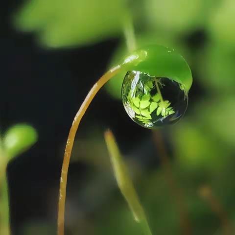 清泉之声第三期（畅想悦读）