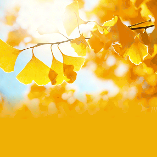 逐梦新起点，尊重育栋梁---2025秋贝子府初级中学开学典礼暨庆祝第41个教师节大会活动纪实