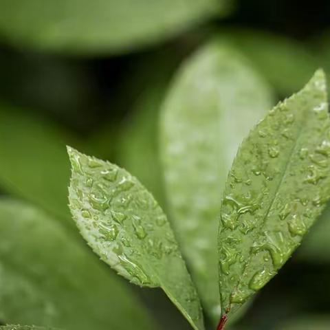 过度思虑、劳碌皆伤脾，脾虚该如何调理