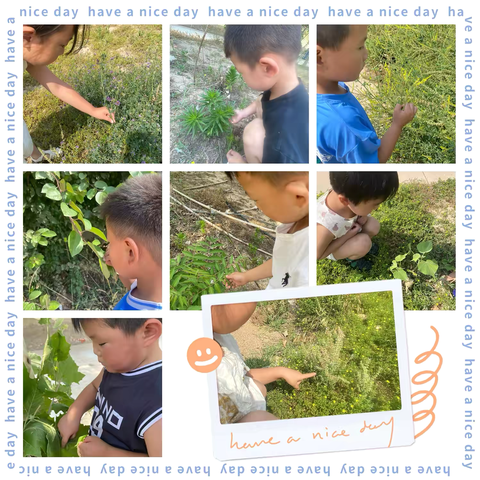 《叶子的秘密》——清平镇中心幼儿园代官屯分园中班课程故事