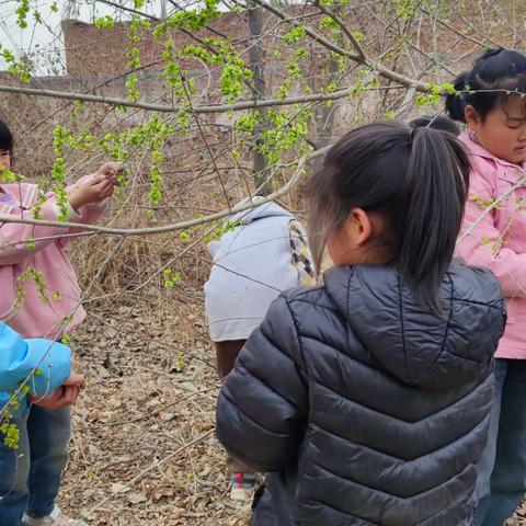 榆钱的味道--马庄学区枣营教学点德育活动纪实