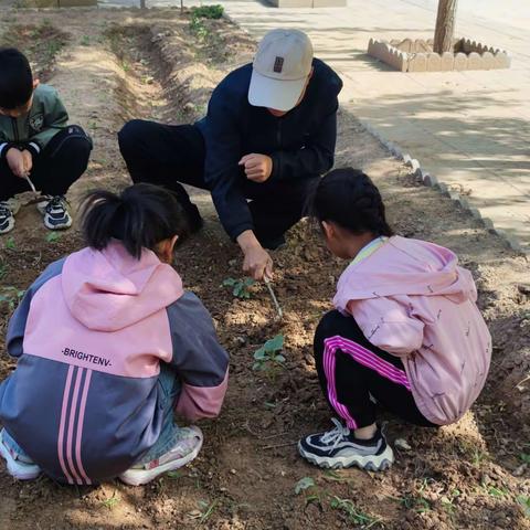 我劳动 我快乐——马庄学区枣营教学点劳动实践活动