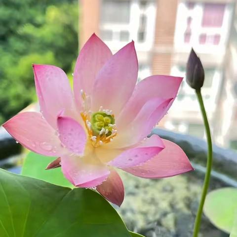 每日一禅：平安喜乐