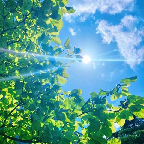 夏天里的成长—汶川县第一小学校第十六周工作侧记