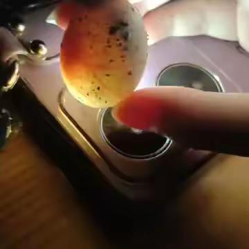 孵蛋成龟记