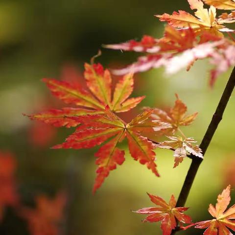 中科博恩幼儿园主题课——寻找秋天🍁