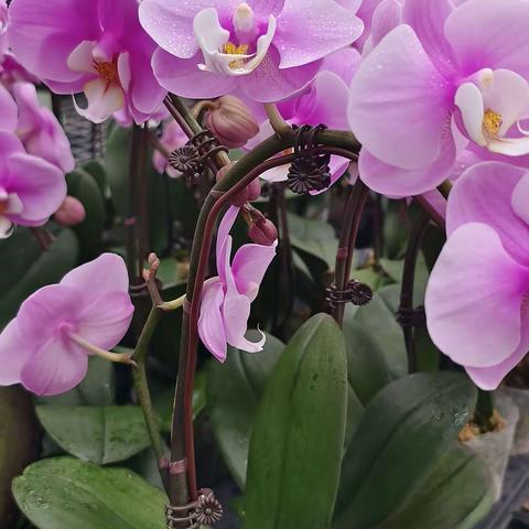 秋意渐浓，白露初露