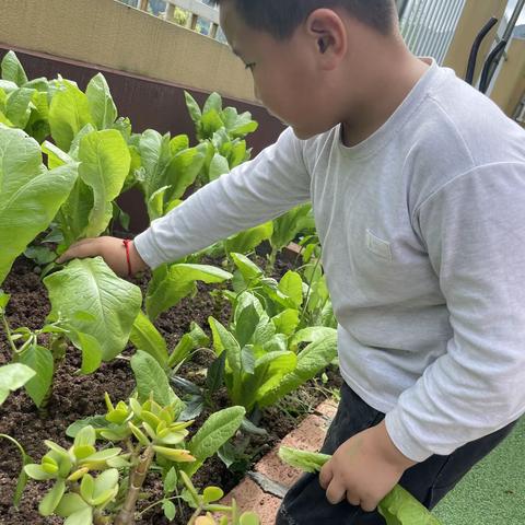 记录📝幼儿园美好时刻——龙凤宝贝幼儿园大班🌸