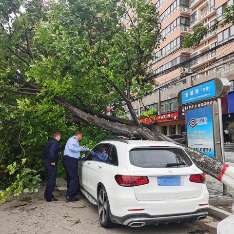 秦岭公安妥善处置一起 大树倾倒事件