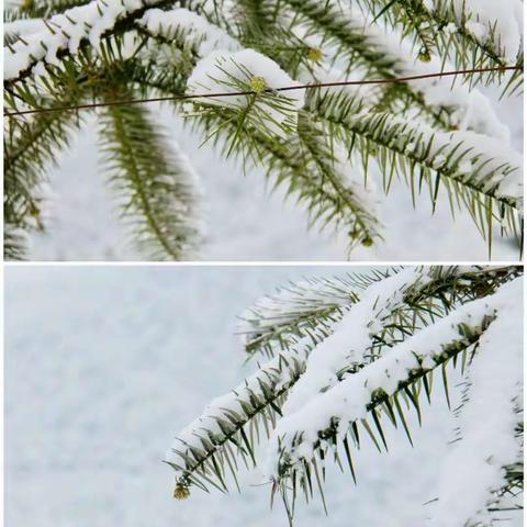 吉首市第四幼儿园小班语言活动《下雪了》❄️