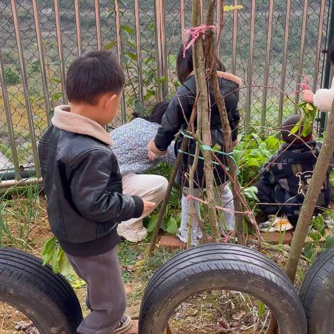 乌当区下坝中心幼儿园 大二班种植园丰收啦