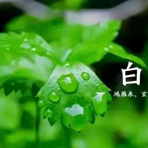 “赏节气，迎白露”——蕾一班二十四节气主题教育活动