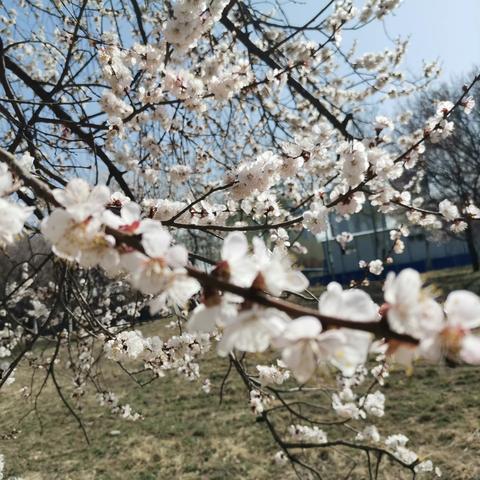 今日相逢春事好 将把春花献满园－－农素工程第六期第一组分享