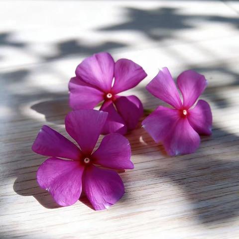 🌅行走的经典读书会·2026春季经典诵读（第一期）