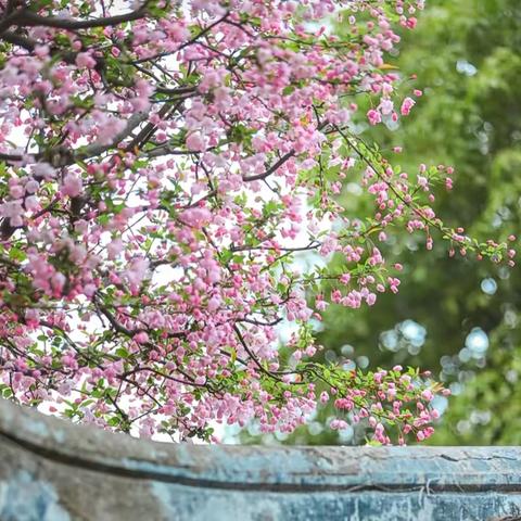 🌅行走的经典读书会·2026春季经典诵读（第三期）