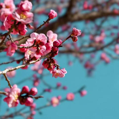 🌅行走的经典读书会·2026春季经典诵读（第四期）